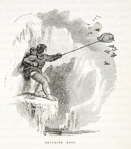 Catching Auks, Illustration from The Second Grinnell Expedition in Search of Sir John Franklin, 1856